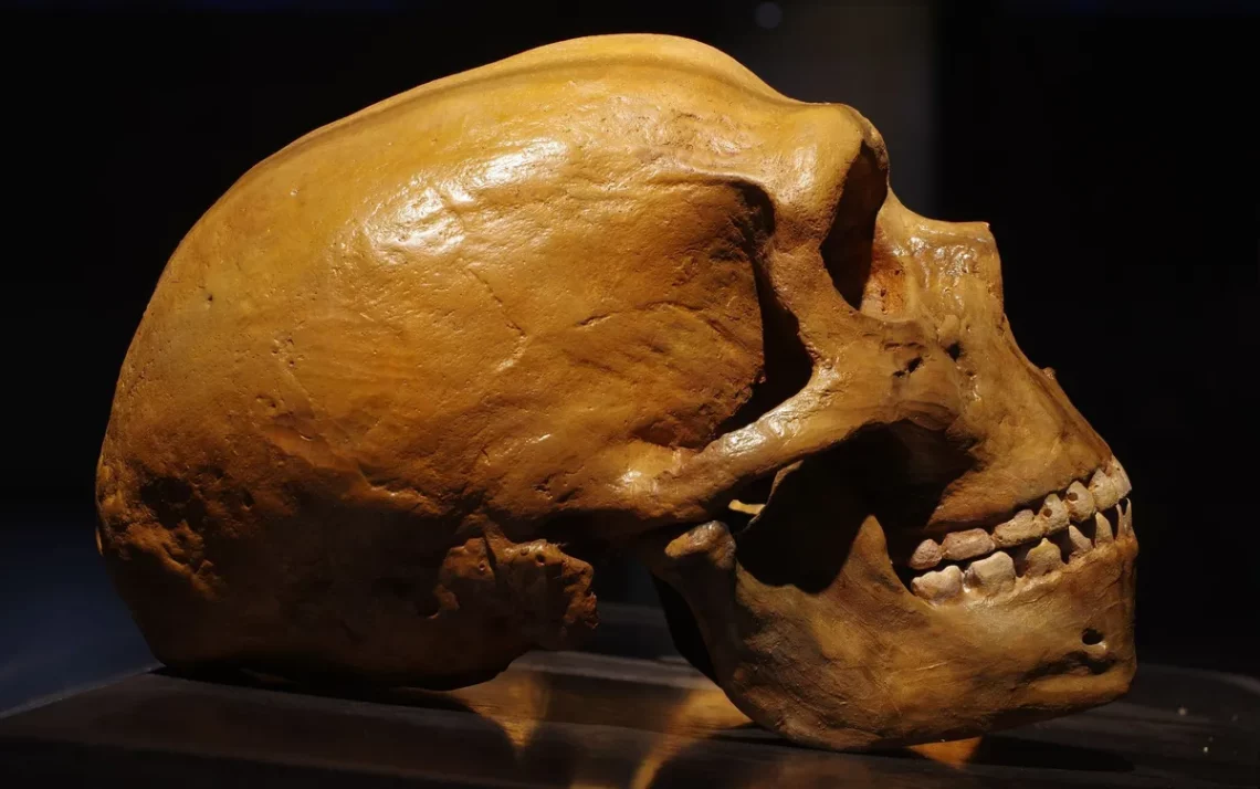 Homo, neanderthalensis;