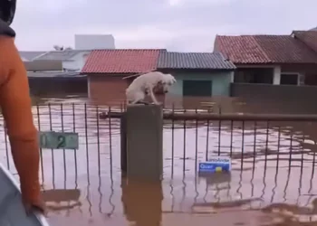 animais rescuidos, animais salvas