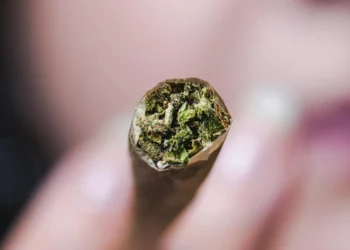 cannabis, erva, fumo;