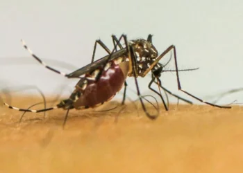 arboviroses, mosquito, Aedes aegypti;